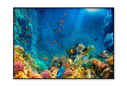 Underwater World Coral Fishes Of Red Sea Home Decor Premium Quality Poster Print Choose Your Sizes - Bella Home Decor