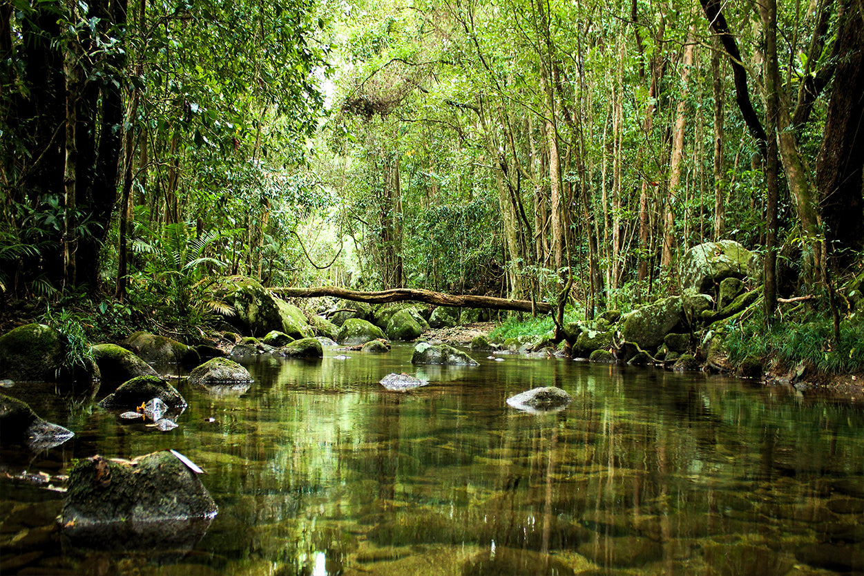 Daintree Rainforest Queensland Stream Wall Art Decor 100% Australian Made