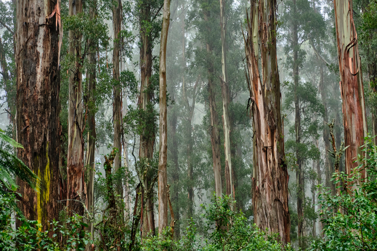 Mountain Ash Trees Forest Victoria Wall Art Decor 100% Australian Made