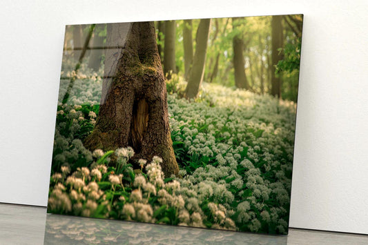Flowering Ramson, Allium Ursinum Acrylic Glass Print Tempered Glass Wall Art 100% Made in Australia Ready to Hang - Bella Home Decor
