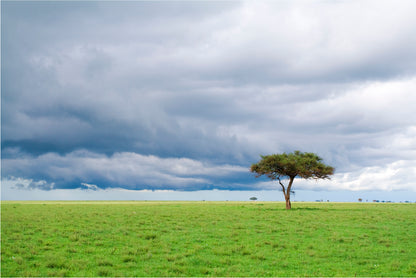 Detached Tree Green Grassland in Savanna Home Decor Premium Quality Poster Print Choose Your Sizes