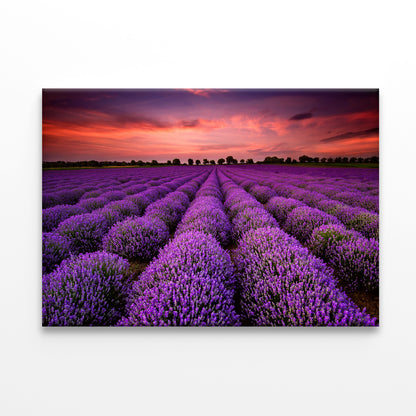 A Field Of Purple Flowers under a Sky with Clouds Print 100% Australian Made