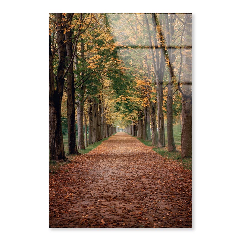 Avenue Covered by Fall Leaves in Pilnitz Park, Dresden, Germany Portrait Photograph Acrylic Glass Print Tempered Glass Wall Art 100% Made in Australia Ready to Hang - Bella Home Decor