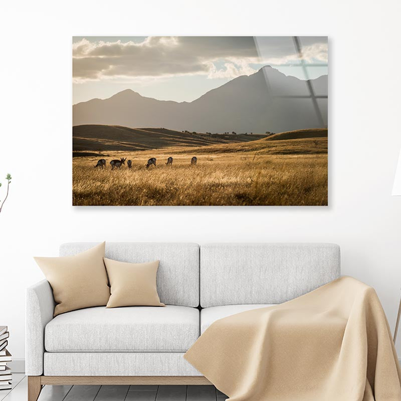 Sonoita Antelope Africa Acrylic Glass Print Tempered Glass Wall Art 100% Made in Australia Ready to Hang