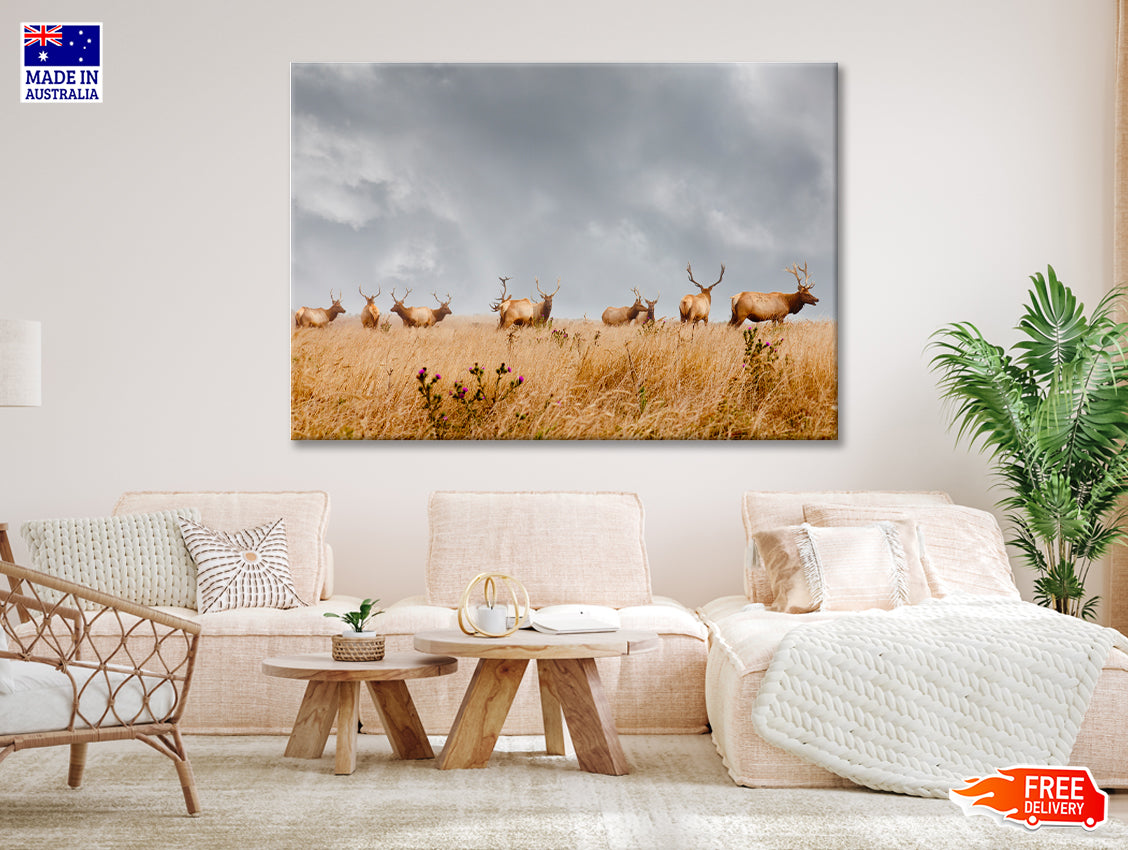 Herd of Wild Bull Elk with Antlers in California 90x60cm Print 100% Australian Made