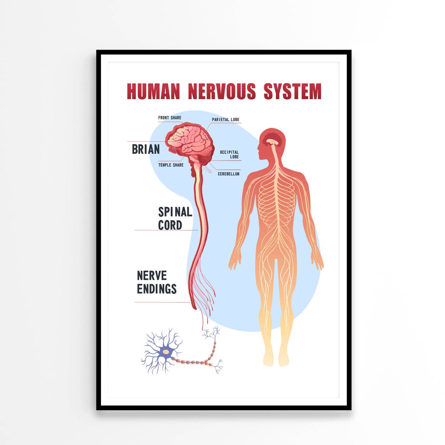 Human Nervous System Home Decor Premium Quality Poster Print Choose Your Sizes