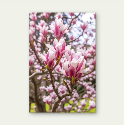 Pink Magnolia Tree Flowers Spring Bloom 40x60cm Metal Print Ready to Hang