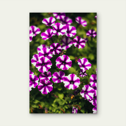 Purple White Striped Petunia Flower Garden 40x60cm Metal Print Ready to Hang