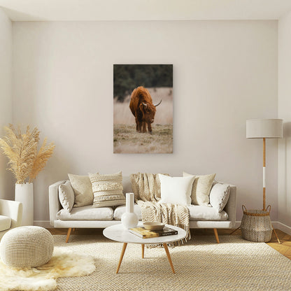 Long Haired Highland Cow With Horns Walking Through A Field 40x60cm Metal Print Ready to Hang