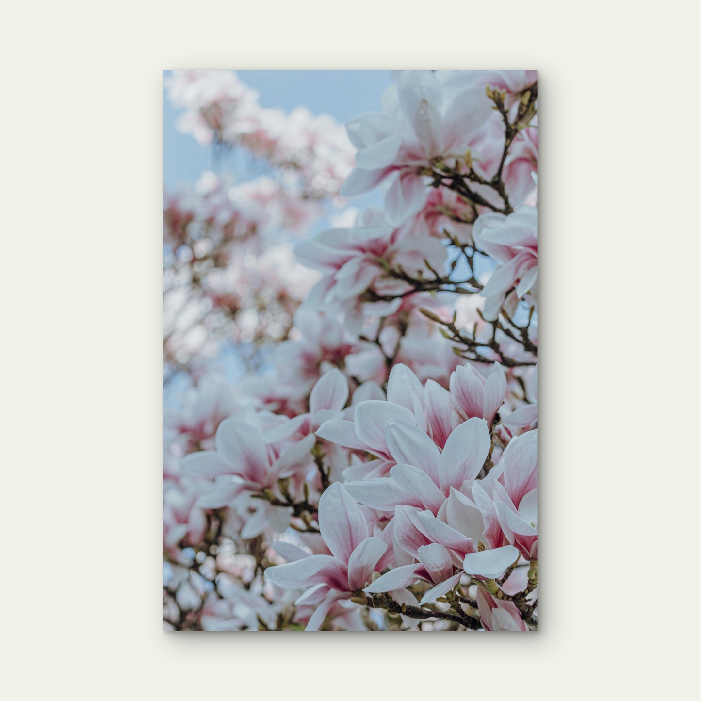 Flowers of a Saucer Magnolia Tree 40x60cm Metal Print Ready to Hang