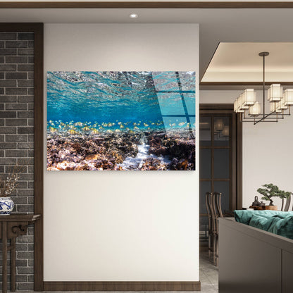 Great Barrier Reef Schooling Fish Coral  Acrylic Glass Printing Wall Art Australian Made Quality