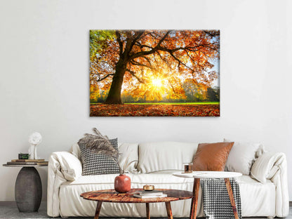Autumn Tree with Sunshine Photograph Print 100% Australian Made - Bella Home Decor