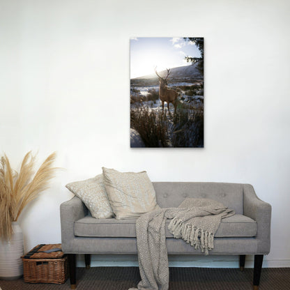 Red Deer Stag in Snowy Scottish Highlands 60x90cm Metal Print Ready to Hang