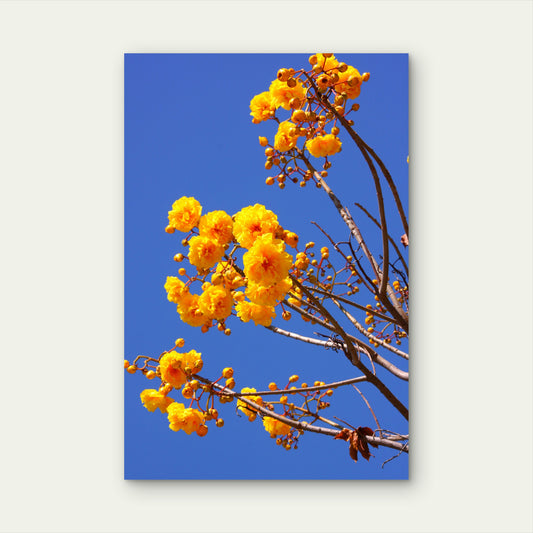 Flowers Of The Yellow Silk Cotton Tree 60x90cm Metal Print Ready to Hang