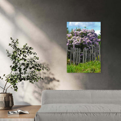 Beautiful Wisteria Flowers Wooden Fence 40x60cm Metal Print Ready to Hang