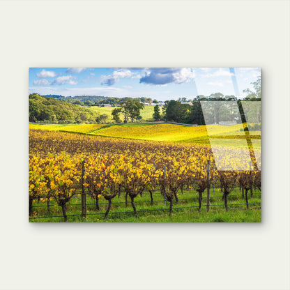 Yarra Valley Vineyard Autumn Gold   Acrylic Glass Printing Wall Art Australian Made Quality