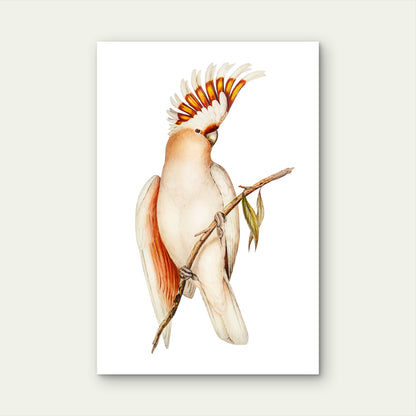 Illustration of a Pink Cockatoo Perched on a Branch 40x60cm Metal Print Ready to Hang