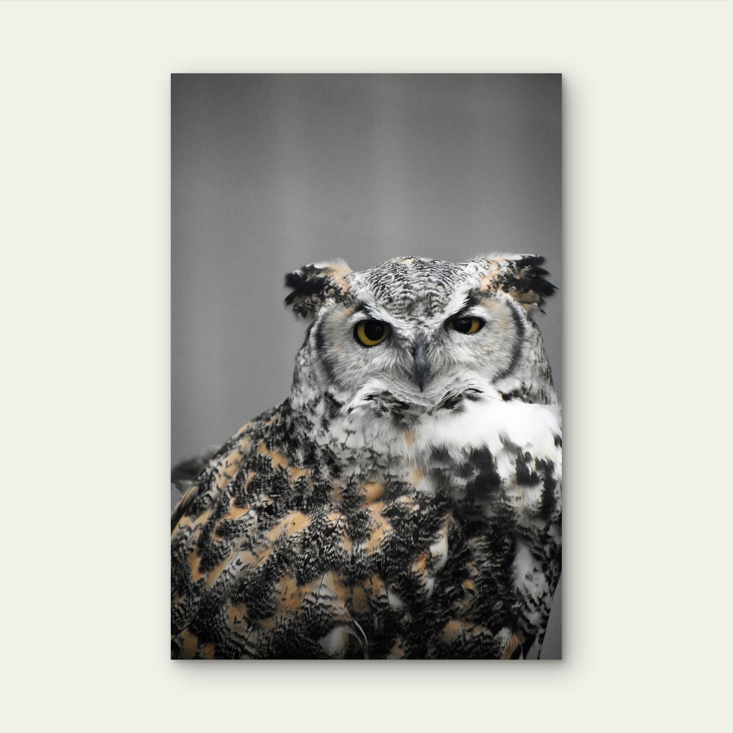 Close Up Portrait Owl 40x60cm Metal Print Ready to Hang