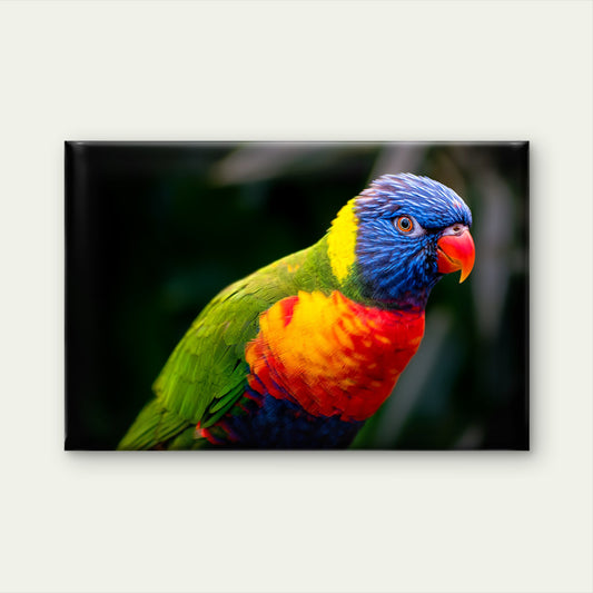 Outstanding Wild Rainbow Lorikeet Crucial Ecological Avian Species Australia  Wall Art Decor 100% Australian Made