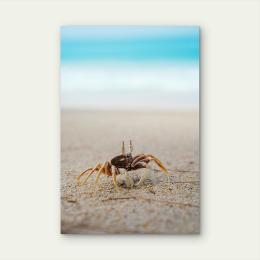 Crab On The Azure Shore 60x90cm Metal Print Ready to Hang