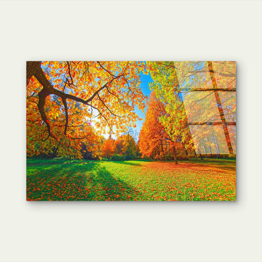 Autumn Forest Golden Leaves Sunny Park Acrylic Glass Printing Wall Art Australian Made Quality