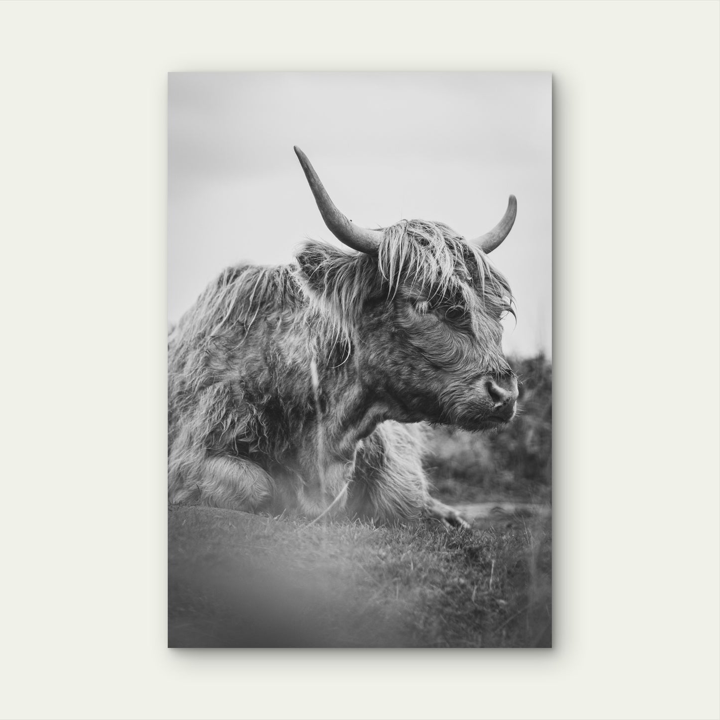 Black And White Photograph Of A Highland Cow 60x90cm Metal Print Ready to Hang