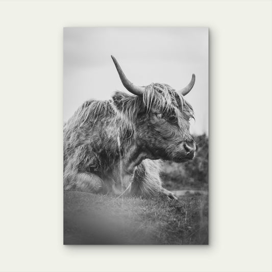 Black And White Photograph Of A Highland Cow 60x90cm Metal Print Ready to Hang