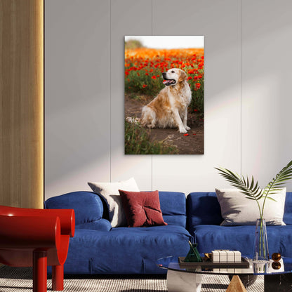 Cute Golden Retriever Dog Poppy Field 60x90cm Metal Print Ready to Hang