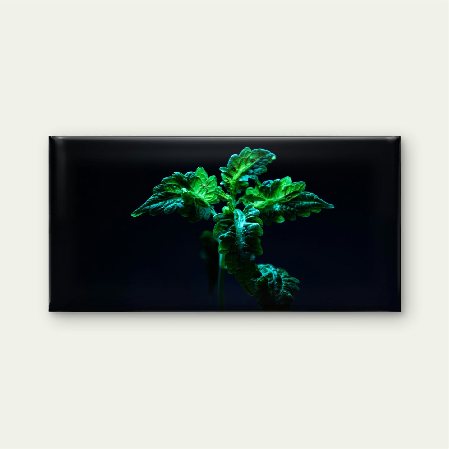 Small green plant glows Bright Wall Art Canvas Office Home Room Framed 120x60cm