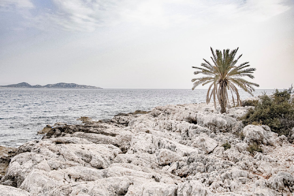 Tree on Rocks near Sea Faded Photograph Glass Framed Wall Art, Ready to Hang Quality Print