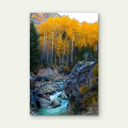 Quaking Aspens in Autumn Mountains 60x90cm Metal Print Ready to Hang