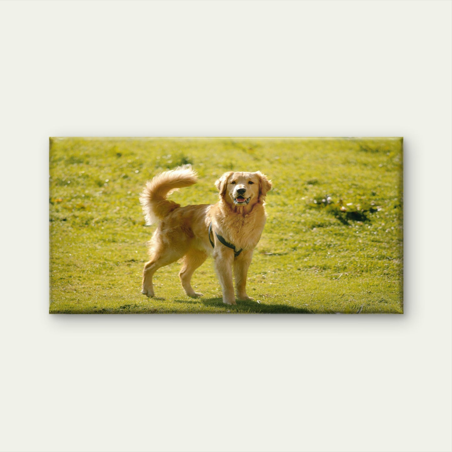 Golden Retriever In Field Wall Art Canvas Office Home Room Framed 120x60cm - Bella Home Decor