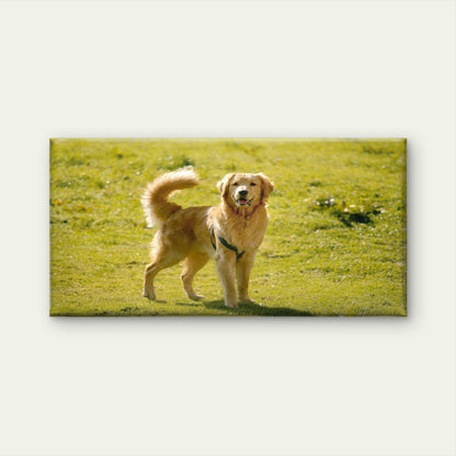 Golden Retriever In Field Wall Art Canvas Office Home Room Framed 120x60cm - Bella Home Decor