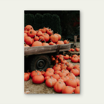 Bright Orange Pumpkins at a Pumpkin Patch 40x60cm Metal Print Ready to Hang