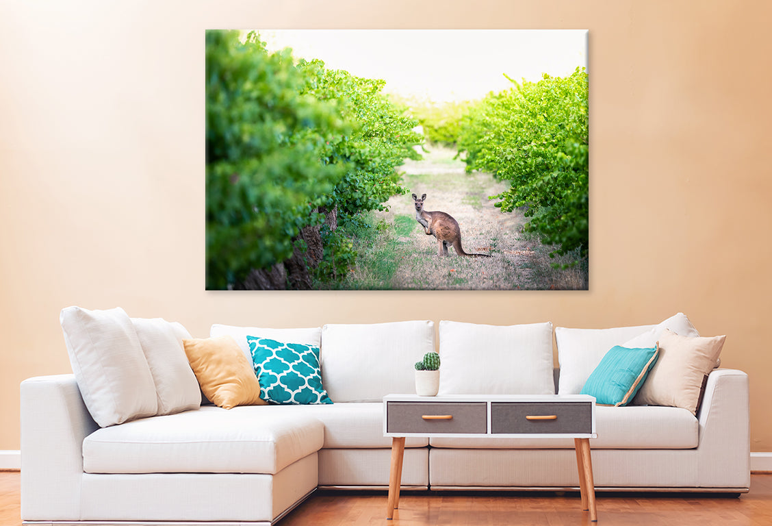 Kangaroo in Adelaide Hills Vines Wall Art Decor 100% Australian Made