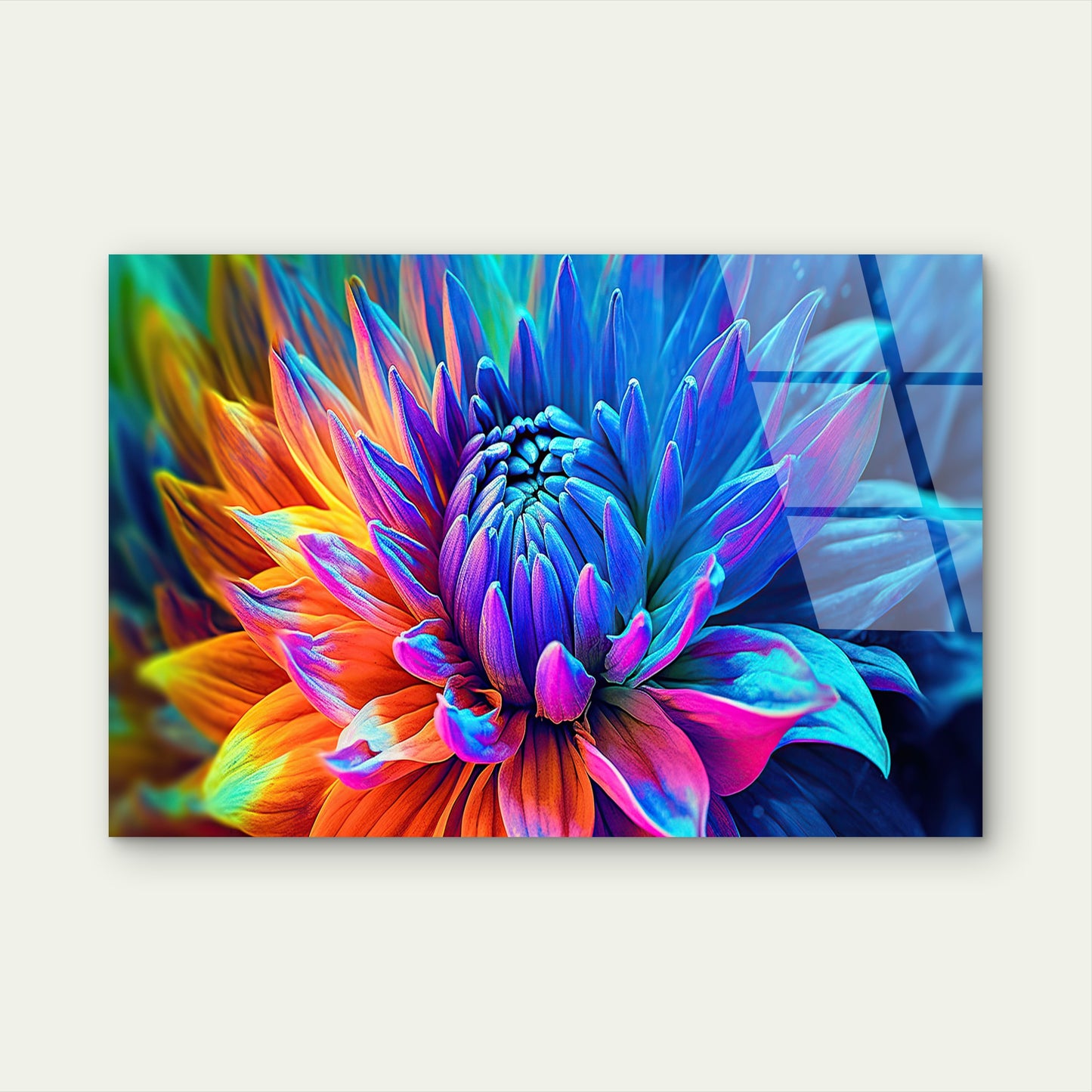 Vibrant Rainbow Dahlia Flower Close Up Colorful Floral Bloom Acrylic Glass Printing Wall Art Australian Made Quality