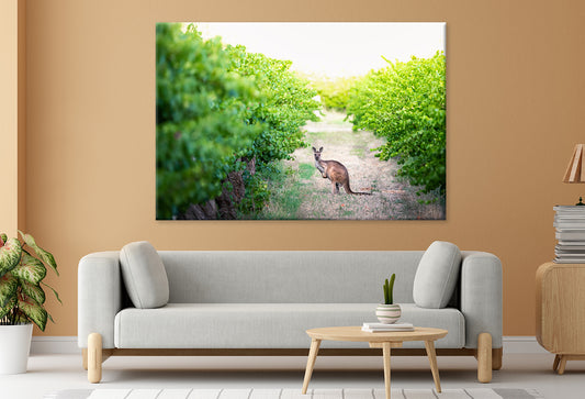Kangaroo in Adelaide Hills Vines Wall Art Decor 100% Australian Made