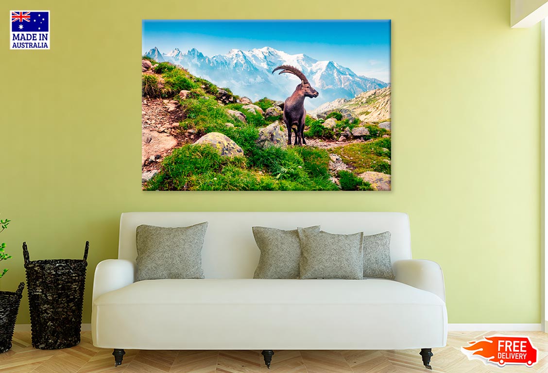 Alpine Ibex On Mont Blanc Misty Print 100% Australian Made