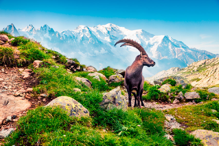 Alpine Ibex On Mont Blanc Misty Print 100% Australian Made