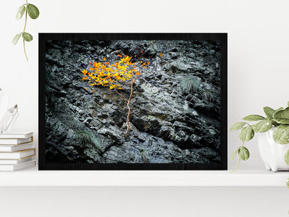 Tree On A Stone Slope Of A Cliff Glass Framed Wall Art, Ready to Hang Quality Print Without White Border Black