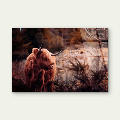Scottish Highland Cow Shaggy Cattle  Acrylic Glass Printing Wall Art Australian Made Quality