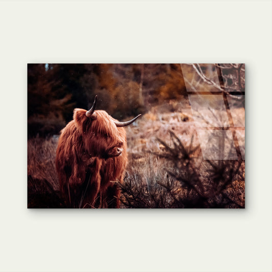 Scottish Highland Cow Shaggy Cattle Acrylic Glass Printing Wall Art Australian Made Quality