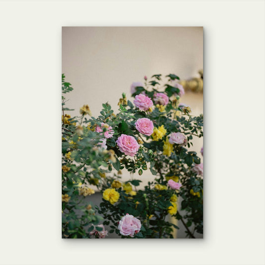 Garden Roses 60x90cm Metal Print Ready to Hang
