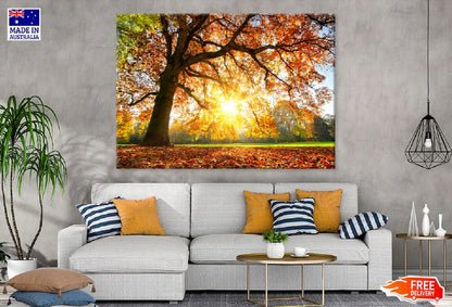 Autumn Tree with Sunshine Photograph 90x60cm Print 100% Australian Made