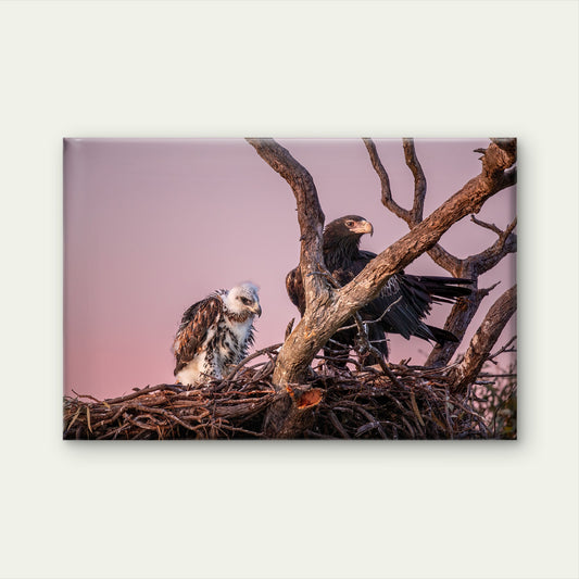 Wedge Tailed Eagle Australia With Chick Wall Art Decor 100% Australian Made