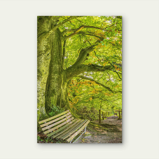 Vibrant Nature Woodland Path Foliage 40x60cm Metal Print Ready to Hang