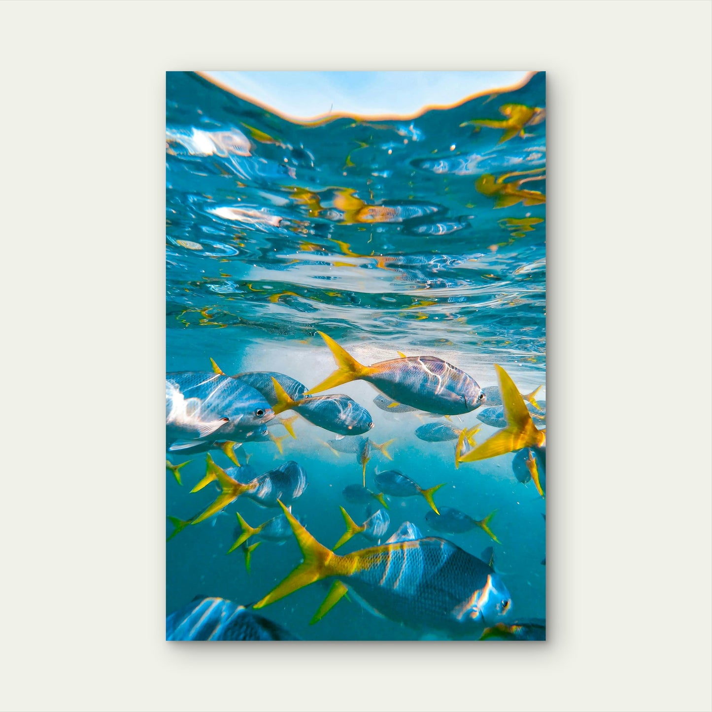 School of Yellowtail Fusilier Fish 40x60cm Metal Print Ready to Hang