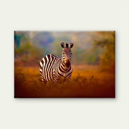 Stunning Wild Zebra Portrait in Sunlight Wall Art Decor 100% Australian Made