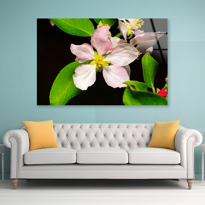 Beautiful Bloomed Apple Flowers Acrylic Glass Print Tempered Glass Wall Art 100% Made in Australia Ready to Hang - Bella Home Decor