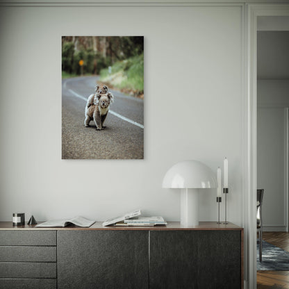 Mother Koala with Baby on Road 60x90cm Metal Print Ready to Hang